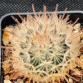 Mammillaria penispinosa