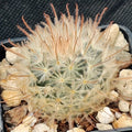 Mammillaria penispinosa