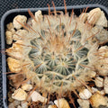 Mammillaria penispinosa