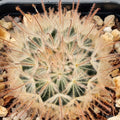 Mammillaria penispinosa