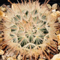 Mammillaria penispinosa