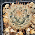Mammillaria penispinosa
