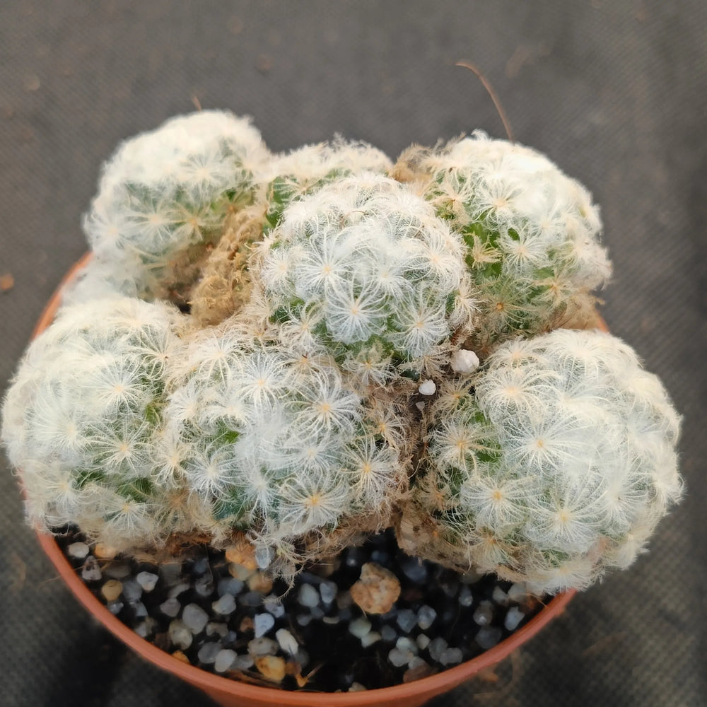 Mammillaria plumosa