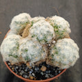 Mammillaria plumosa