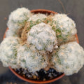 Mammillaria plumosa