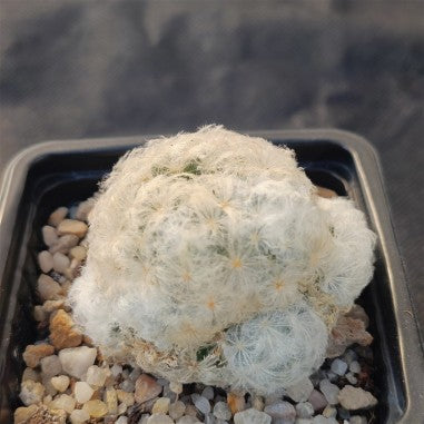 Mammillaria plumosa