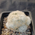 Mammillaria plumosa