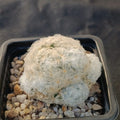 Mammillaria plumosa