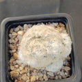 Mammillaria plumosa
