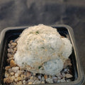 Mammillaria plumosa