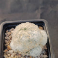 Mammillaria plumosa