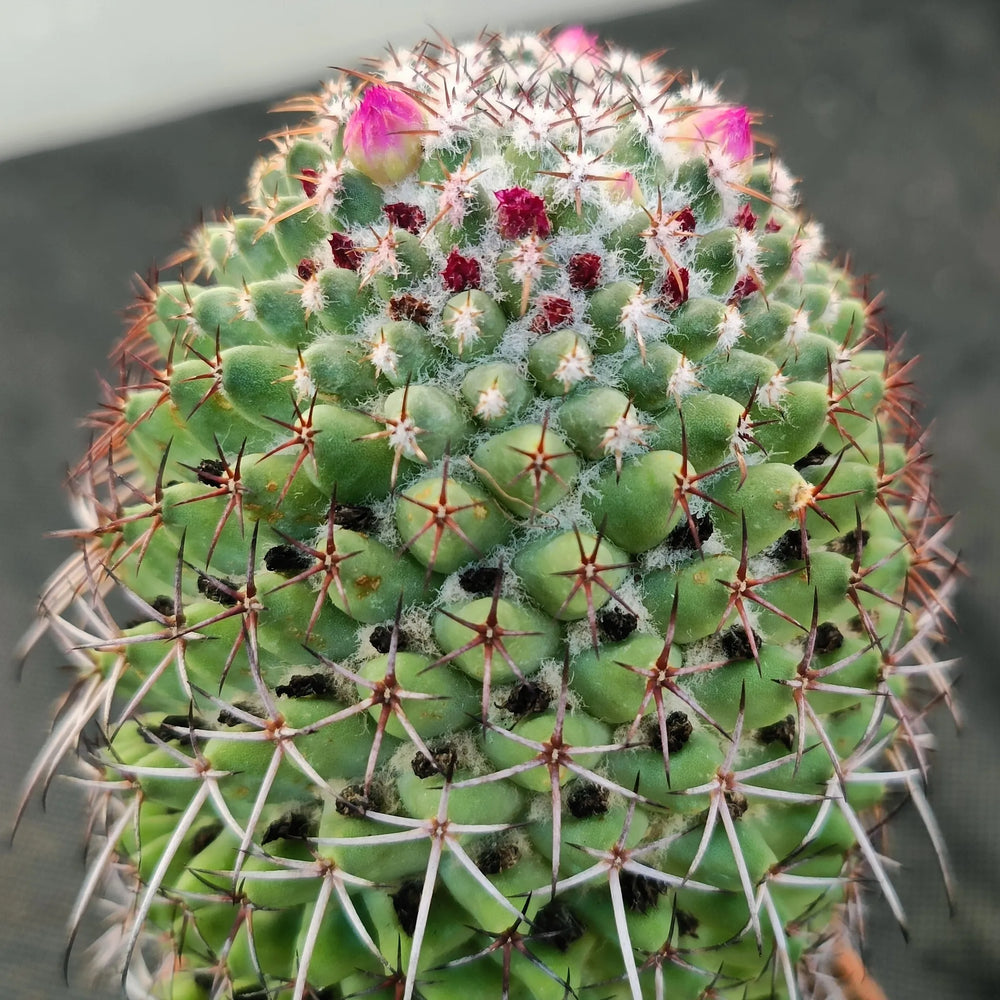 Mammillaria polythele