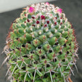 Mammillaria polythele