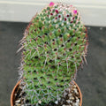 Mammillaria polythele