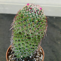Mammillaria polythele