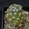 Mammillaria saboae ssp.roczeckii 2,5-10