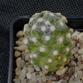Mammillaria saboae ssp.roczeckii 2,5-10