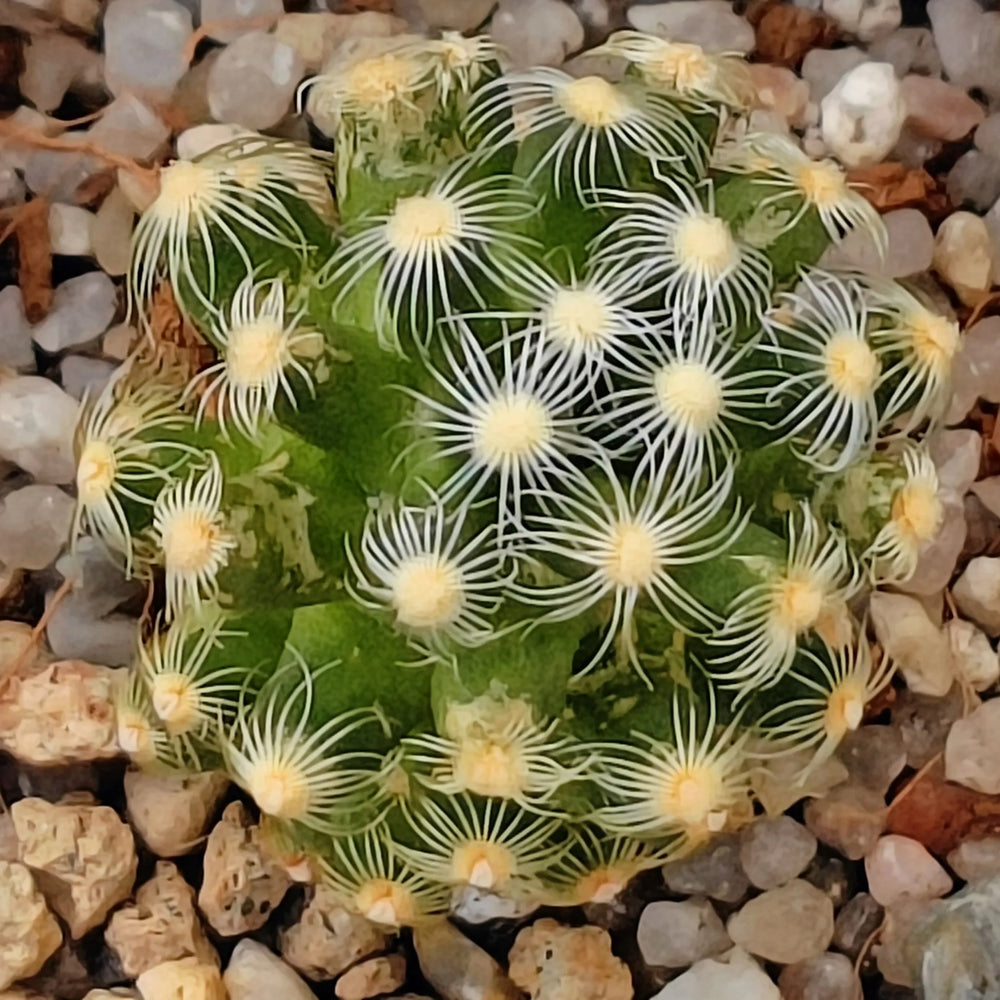 Mammillaria saboae ssp.roczeckii 2,5-10