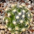 Mammillaria saboae ssp.roczeckii 2,5-10