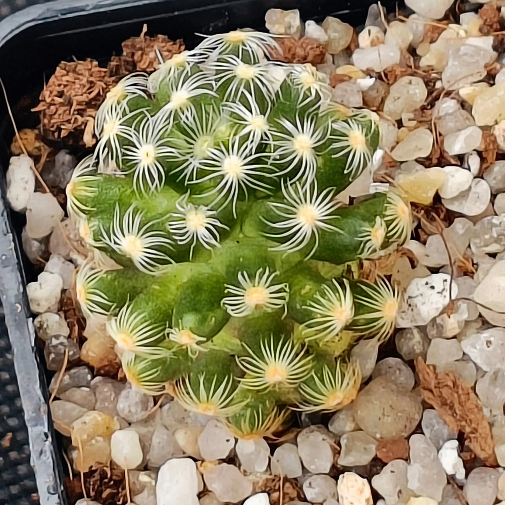Mammillaria saboae subsp. Roczekii