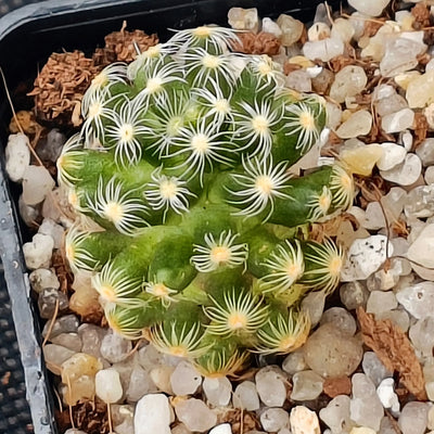 Mammillaria saboae subsp. Roczekii