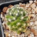Mammillaria saboae subsp. Roczekii
