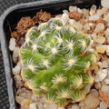 Mammillaria saboae subsp. Roczekii