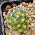 Mammillaria saboae subsp. Roczekii