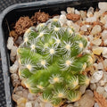 Mammillaria saboae subsp. Roczekii