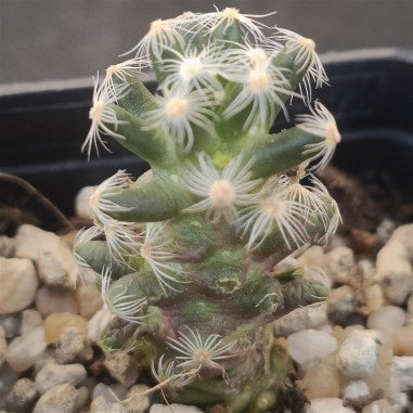 Mammillaria saboae subsp. Roczekii
