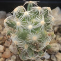 Mammillaria saboae subsp. Roczekii
