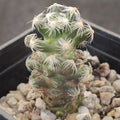 Mammillaria saboae subsp. Roczekii