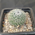 Mammillaria saitiguera