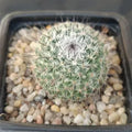 Mammillaria saitiguera