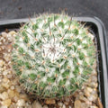 Mammillaria saitiguera