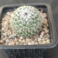 Mammillaria saitiguera