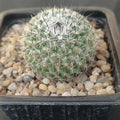 Mammillaria saitiguera