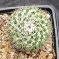 Mammillaria saitiguera