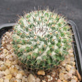Mammillaria saitiguera