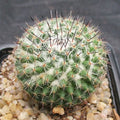 Mammillaria saitiguera