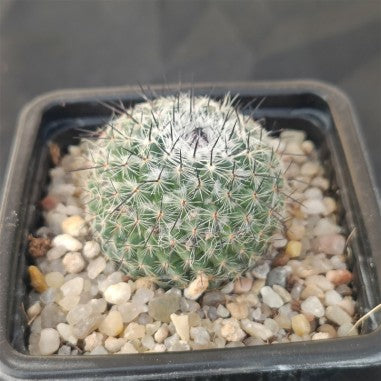 Mammillaria saitiguera