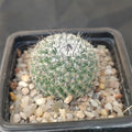 Mammillaria saitiguera