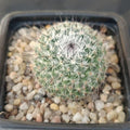 Mammillaria saitiguera