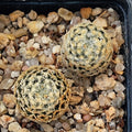 Mammillaria sanchez mejoradae