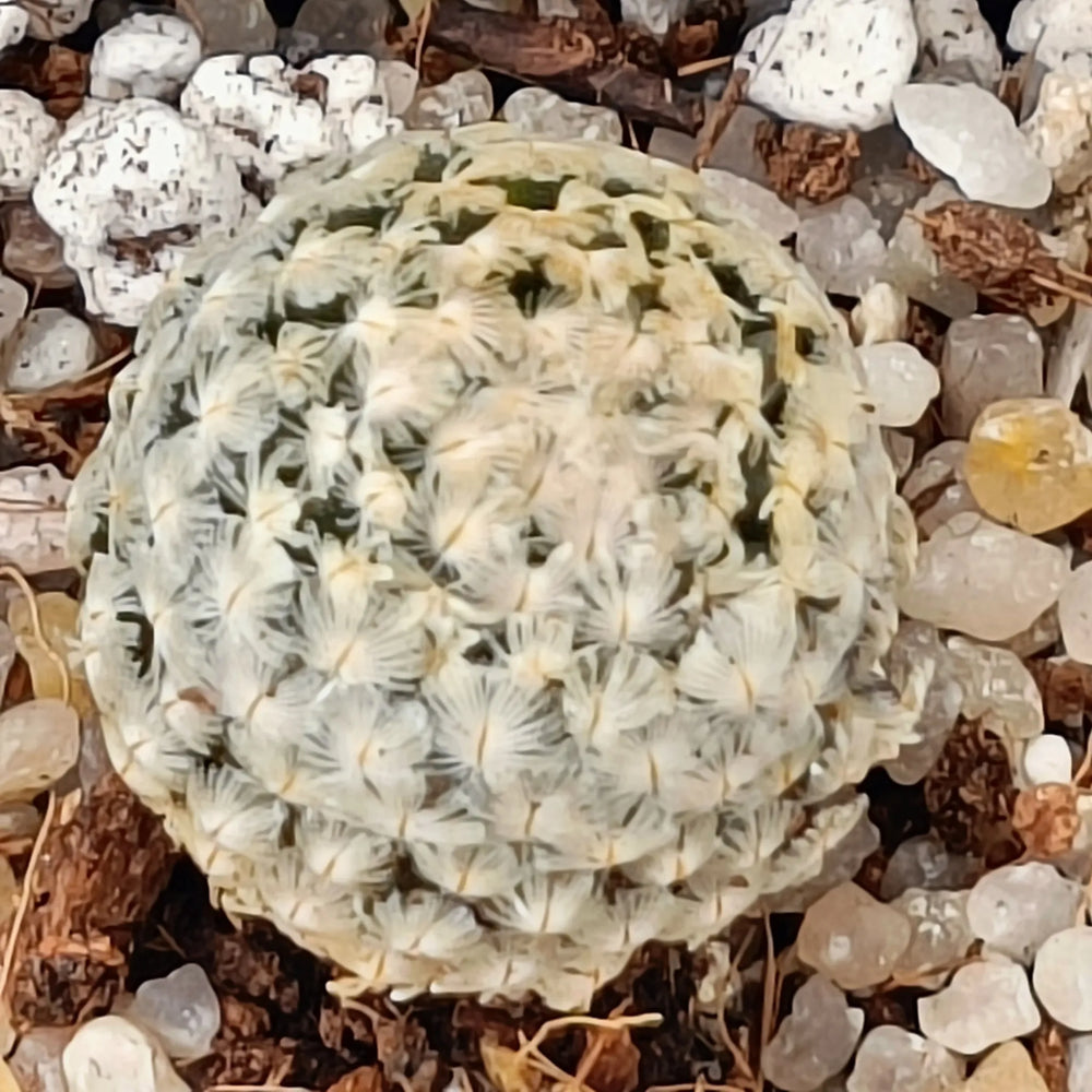 Mammillaria sanchez mejoradae