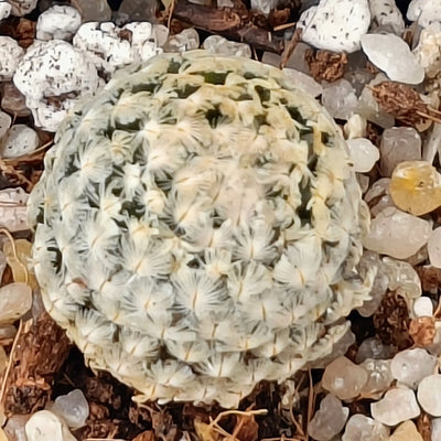 Mammillaria sanchez mejoradae