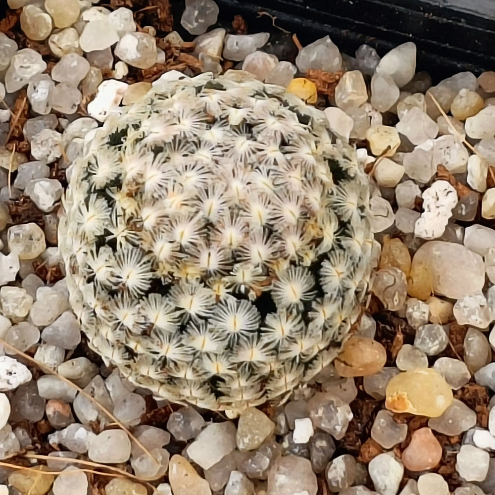 Mammillaria sanchez-mejoradae
