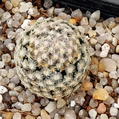 Mammillaria sanchez-mejoradae