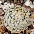 Mammillaria sanchez mejoradae