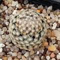 Mammillaria sanchez-mejoradae
